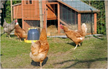 Cas de grippe aviaire en Haute-Savoie: mesures dans le canton
