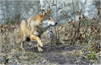 Le Canton sollicite un tir de loup auprès de la Confédération