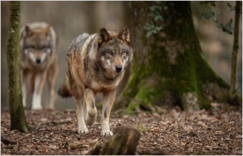 Maîtriser la population des loups pour favoriser son acceptation