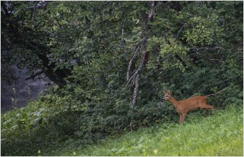 Révision des lois cantonales sur la faune, la pêche et la forêt