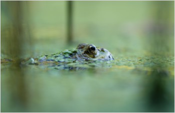 Biotopes d’importance nationale: crédit de 4,8 millions sollicité