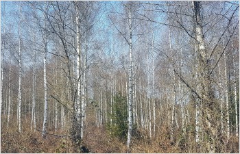 Nature Danger d’incendie de forêt: appel à la prudence