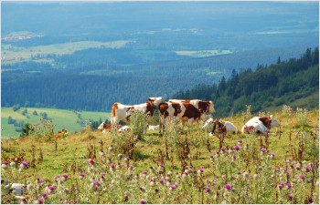 De nouvelles mesures pour soutenir les agriculteurs touchés par la sécheresse