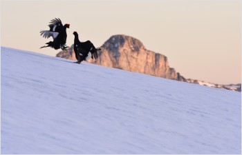 Premières zones de tranquillité de la faune dans les Alpes vaudoises