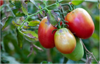 Tomates: le «virus de Jordanie» fait son apparition