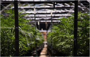 Accompagner les essais pilotes de vente de cannabis