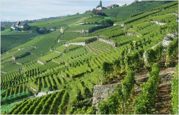 Plan d’affectation cantonal Lavaux: enquête publique complémentaire