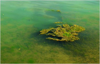 Le Canton appelle à la prudence face aux proliférations de cyanobactéries