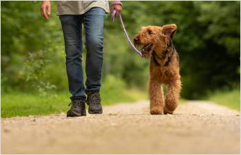 Les propriétaires de chiens rappelés à la vigilance