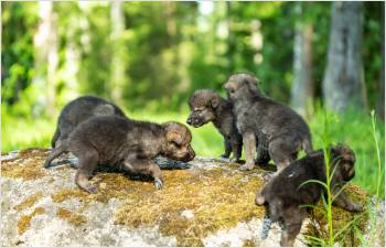 Naissance de louveteaux dans le Jura vaudois  