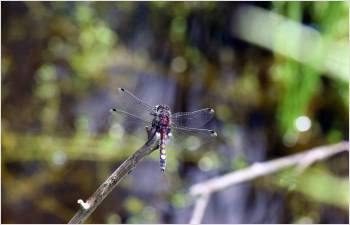 Un plan d’action pour promouvoir la biodiversité