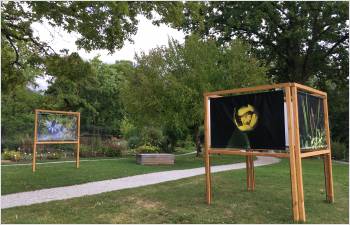 Une exposition pour la sauvegarde de nos plantes menacées