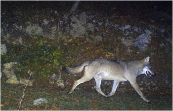 Gestion du loup sur le territoire cantonal