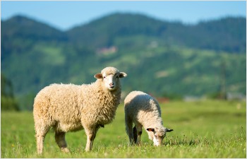 Soutien aux initiatives de valorisation de la laine vaudoise