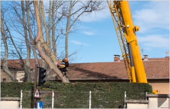 Simplification des procédures pour l’abattage des arbres