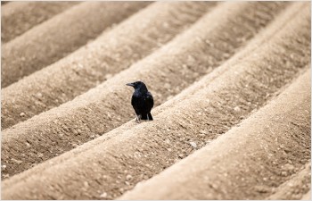 Dégâts causés par les corvidés en milieu agricole