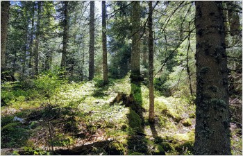 Frais d’ouvrage de protection contre les dangers naturels et frais d’infrastructures nécessaires à la gestion des forêts protectrices