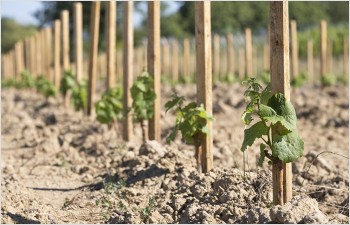 Adoption d’un moratoire sur l’admission de plantations de nouvelles vignes