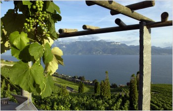 Bilan de la production viticole