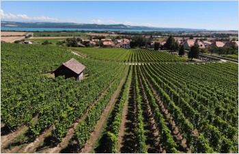Soutien de la BCV  au secteur vitivinicole