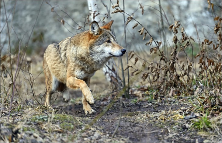 Le Canton sollicite un tir de loup auprès de la Confédération