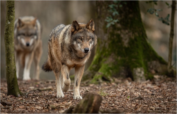 Maîtriser la population des loups pour favoriser son acceptation