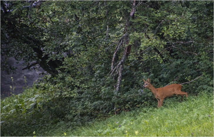 Révision des lois cantonales sur la faune, la pêche et la forêt