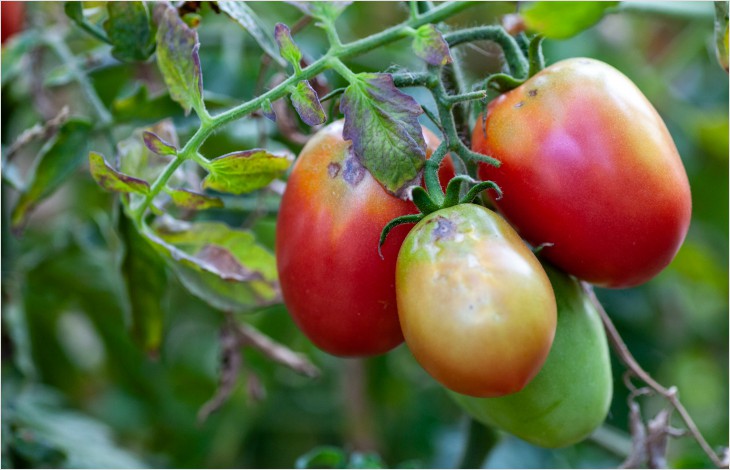 Tomates: le «virus de Jordanie» fait son apparition