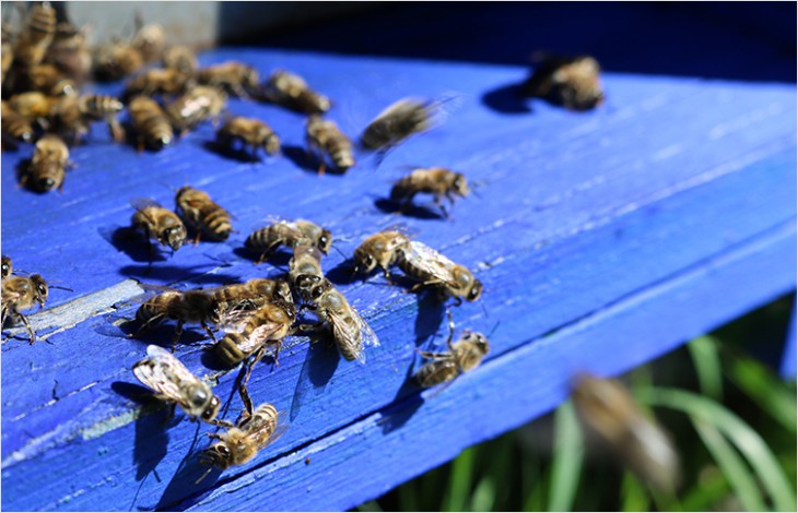 Agir pour les abeilles grâce aux fleurs des prairies