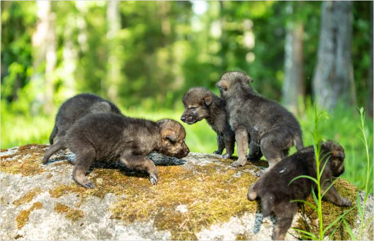 Naissance de louveteaux dans le Jura vaudois  