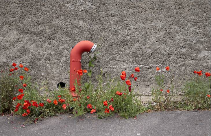 La nature dans nos villes