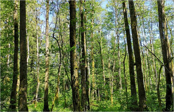 Labellisation du parc naturel périurbain du Jorat