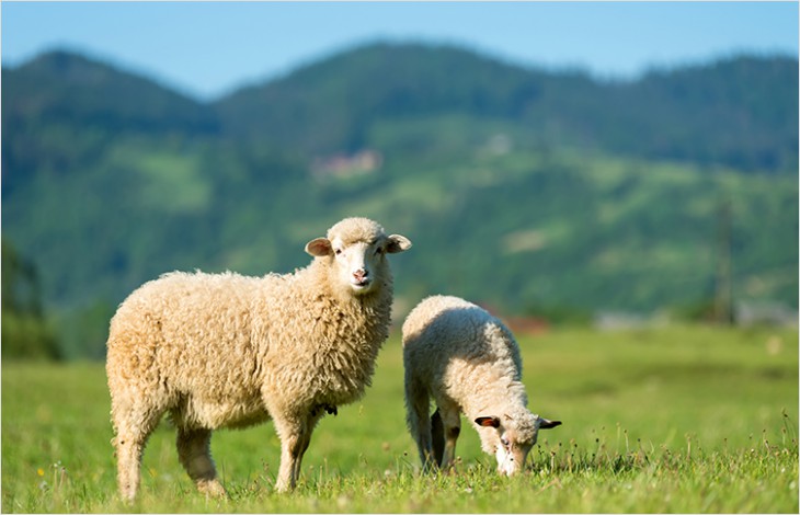 Soutien aux initiatives de valorisation de la laine vaudoise