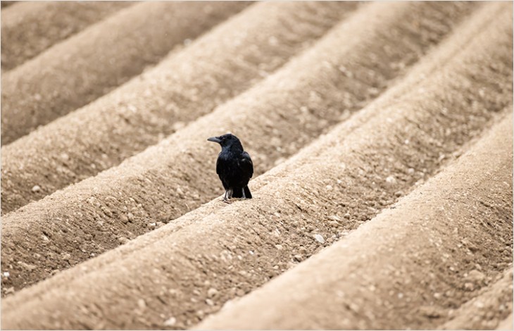 Dégâts causés par les corvidés en milieu agricole