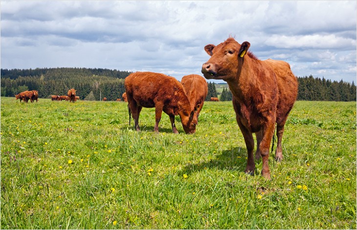 Soutien cantonal au pacage franco-suisse