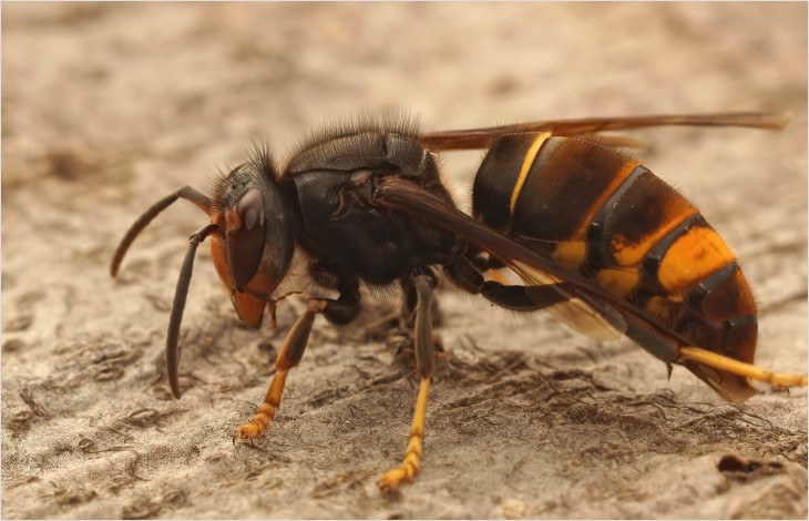 Renforcement de la lutte contre le frelon asiatique