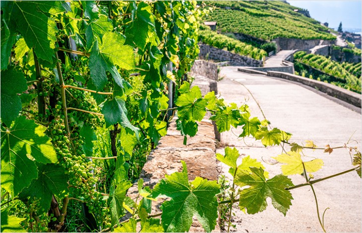 Avenir de la viticulture vaudoise, convention et mesures de redimensionnement du vignoble
