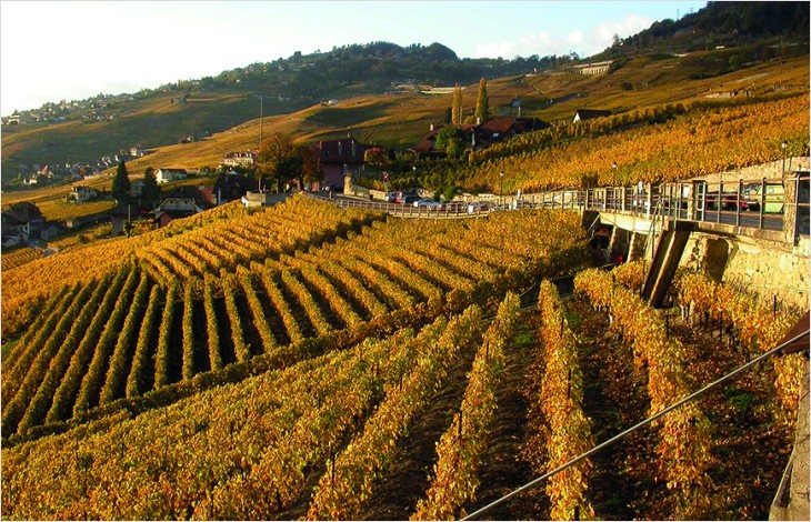 Mise en valeur du vignoble héroïque vaudois
