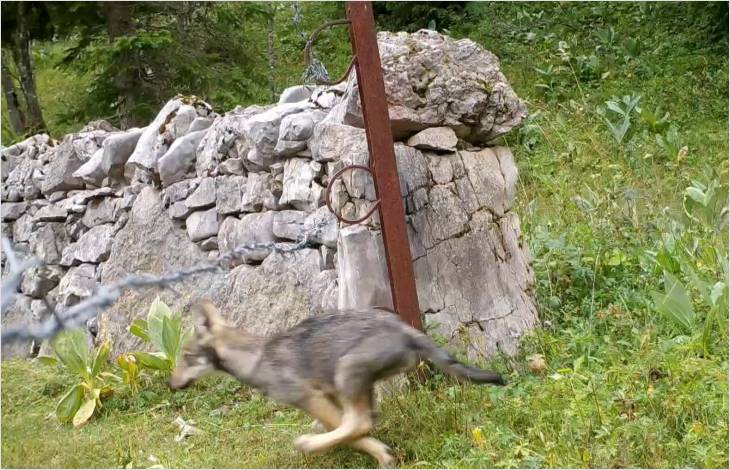 Gestion du loup sur le territoire vaudois